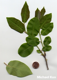 Diospyros virginiana