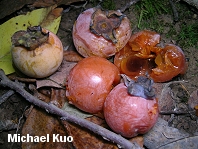 Diospyros virginiana