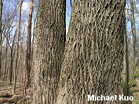 Fraxinus americana