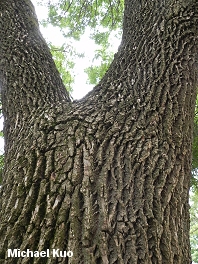 Fraxinus pennsylvanica