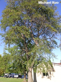 Gleditsia triacanthos