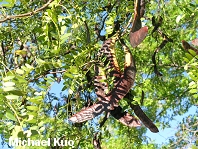 Gleditsia triacanthos