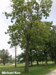 Juglans nigra