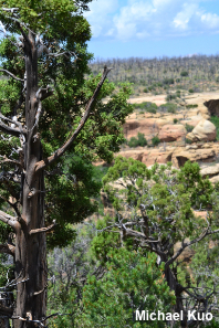 Juniperus osteosperma