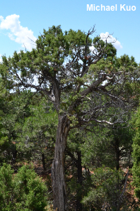 Juniperus osteosperma