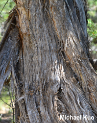 Juniperus osteosperma