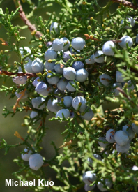 Juniperus osteosperma
