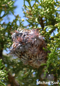 Juniperus osteosperma