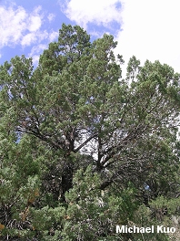 Juniperus scopulorum