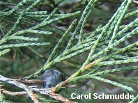 Juniperus scopulorum