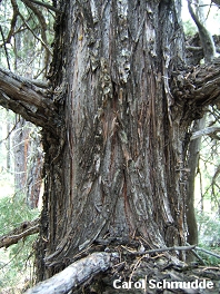 Juniperus scopulorum