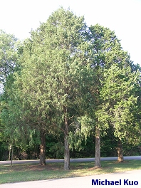 Juniperus virginiana