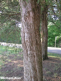 Juniperus virginiana