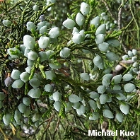 Juniperus virginiana