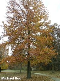 Liquidambar styraciflua