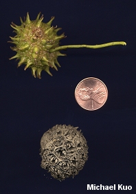 Liquidambar styraciflua