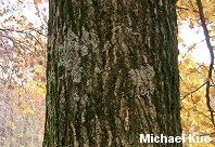 Liquidambar styraciflua