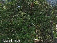 Lithocarpus densiflorus
