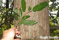 Lithocarpus densiflorus