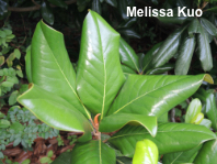 Magnolia grandiflora