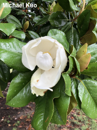 Magnolia grandiflora