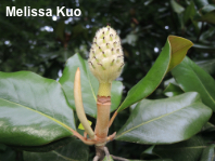 Magnolia grandiflora