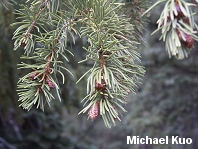 Picea engelmannii