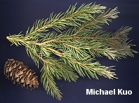 Picea engelmannii