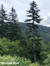 Picea rubens