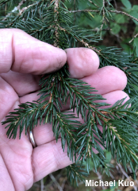 Picea rubens