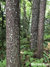 Picea rubens