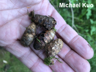 Picea rubens
