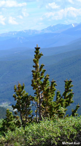 Pinus aristata