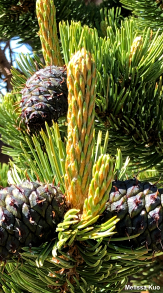 Pinus aristata
