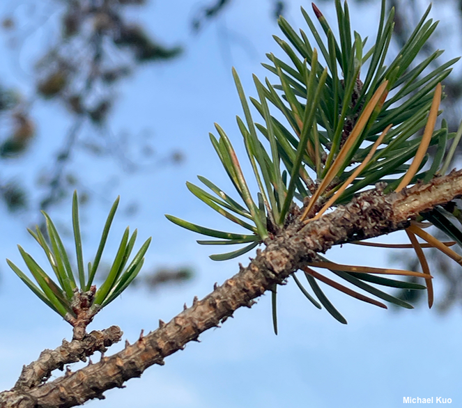 Pinus banksiana