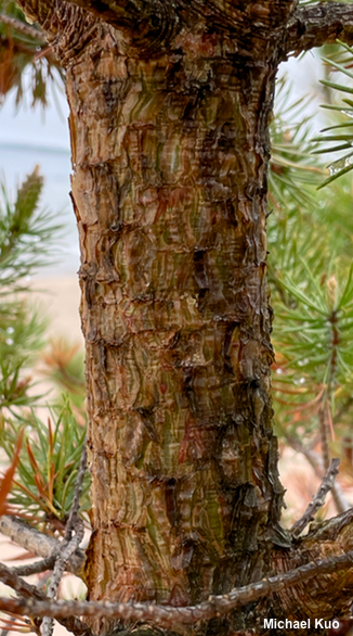 Pinus banksiana