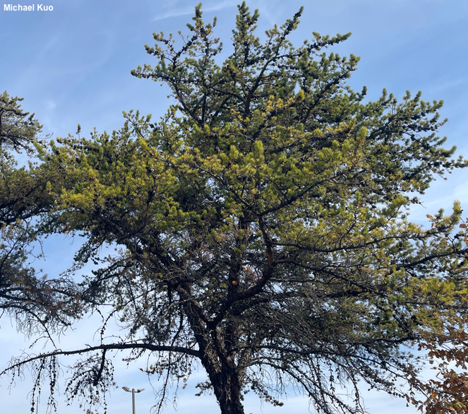 Pinus banksiana