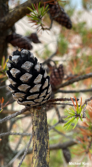 Pinus banksiana