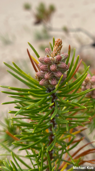 Pinus banksiana