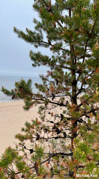 Pinus banksiana