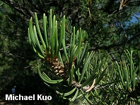 Pinus edulis