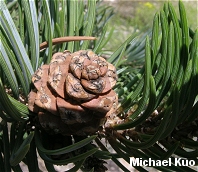 Pinus edulis