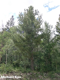 Pinus flexilis