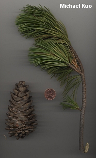 Pinus flexilis