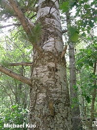 Pinus flexilis