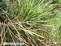 Pinus muricata