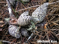 Pinus muricata