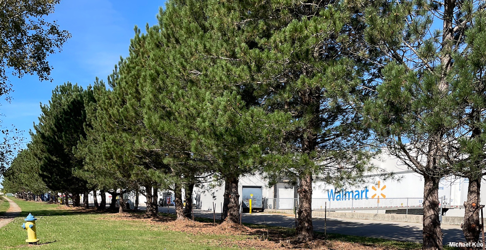 Pinus nigra