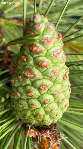Pinus resinosa