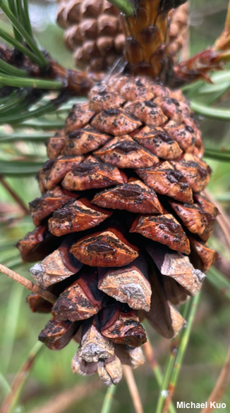 Pinus resinosa